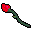 red rose