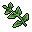 catnip