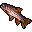 rainbow trout