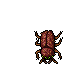 Common Beetle