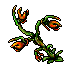 Spit Nettle