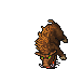 Boar